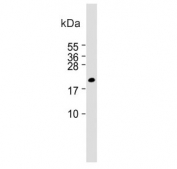 Western blot testing of mouse plasma lysate with GPX3 antibody. Expected molecular weight: 23-26 kDa.