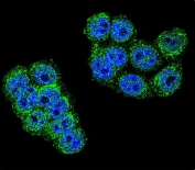 Immunofluorescent staining of human HeLa cells with Dipeptidyl peptidase 3 antibody (green) and DAPI nuclear stain (blue).