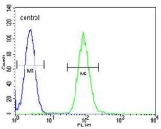 Flow cytometry testing of human HL60 cells with Dipeptidyl peptidase 3 antibody; Blue=isotype control, Green= Dipeptidyl peptidase 3 antibody.