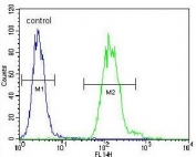 Flow cytometry testing of human A549 cells with Tyrosyl-DNA phosphodiesterase 2 antibody; Blue=isotype control, Green= Tyrosyl-DNA phosphodiesterase 2 antibody.