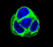 Immunofluorescent staining of human HepG2 cells with EXOC3L1 antibody (green) and DAPI nuclear stain (blue).