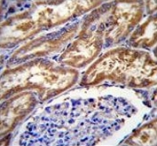 IHC testing of FFPE human kidney tissue with EXOC3L1 antibody. HIER: steam section in pH6 citrate buffer for 20 min and allow to cool prior to staining.