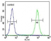 Flow cytometry testing of human MDA-MB-453 cells with CAMSAP1 antibody; Blue=isotype control, Green= CAMSAP1 antibody.