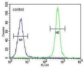 Flow cytometry testing of human MDA-MB-435 cells with ALKBH6 antibody; Blue=isotype control, Green= ALKBH6 antibody.