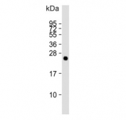 Western blot testing of human brain tissue lysate with MitoPLD antibody. Predicted molecular weight ~28 kDa.