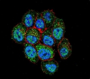 Immunofluorescent staining of human HeLa cells with TSPYL6 antibody (green), DAPI nuclear stain (blue) and anti-Actin (red).