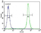 Flow cytometry testing of human HeLa cells with TSPYL6 antibody; Blue=isotype control, Green= TSPYL6 antibody.