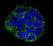 Immunofluorescent staining of human HeLa cells with Selenoprotein V antibody (green) and DAPI nuclear stain (blue).