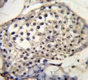 IHC testing of FFPE human testis tissue with Selenoprotein V antibody. HIER: steam section in pH6 citrate buffer for 20 min and allow to cool prior to staining.