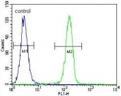 Flow cytometry testing of human HeLa cells with Selenoprotein V antibody; Blue=isotype control, Green= Selenoprotein V antibody.