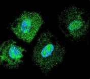 Immunofluorescent staining of human NCI-H460 cells with FAM218A antibody (green) and DAPI nuclear stain (blue).