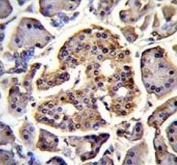 IHC testing of FFPE human pancreas tissue with FAM218A antibody. HIER: steam section in pH6 citrate buffer for 20 min and allow to cool prior to staining.
