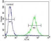 Flow cytometry testing of human NCI-H460 cells with FAM218A antibody; Blue=isotype control, Green= FAM218A antibody.