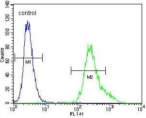 Flow cytometry testing of human A2058 cells with UBXN2A antibody; Blue=isotype control, Green= UBXN2A antibody.
