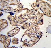 IHC testing of FFPE human placental tissue with LRRC45 antibody. HIER: steam section in pH6 citrate buffer for 20 min and allow to cool prior to staining.
