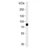 Western blot testing of human blood plasma lysate with LRRC45 antibody. Predicted molecular weight ~76 kDa.