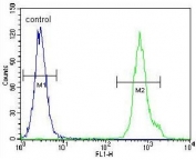 Flow cytometry testing of human HeLa cells with LRRC45 antibody; Blue=isotype control, Green= LRRC45 antibody.
