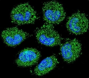 Immunofluorescent staining of human NCI-H460 cells with Cytokeratin 18 antibody (green) and DAPI nuclear stain (blue).