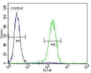 Flow cytometry testing of human NCI-H460 cells with PRAMEF6 antibody; Blue=isotype control, Green= PRAMEF6 antibody.