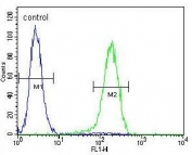 Flow cytometry testing of human NCI-H460 cells with PRAMEF6 antibody; Blue=isotype control, Green= PRAMEF6 antibody.