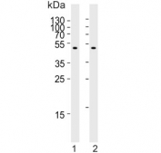 Western blot testing of human 1) U-251 MG and 2) HEK293 cell lysate with CPM antibody. Expected molecular weight: 51-65 kDa depending on glycosylation level.
