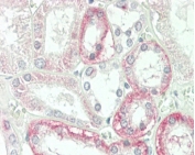 IHC testing of FFPE human kidney tissue with CPM antibody. HIER: steam section in pH6 citrate buffer for 20 min and allow to cool prior to staining.