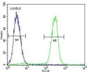 Flow cytometry testing of human MCF7 cells with Rac GTPase-activating protein 1 antibody; Blue=isotype control, Green= Rac GTPase-activating protein 1 antibody.