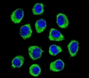 Immunofluorescent staining of human U-251 MG cells with CNIH2 antibody (green) and DAPI nuclear stain (blue).
