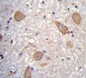IHC testing of FFPE human brain tissue with CNIH2 antibody. HIER: steam section in pH6 citrate buffer for 20 min and allow to cool prior to staining.