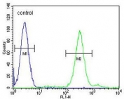 Flow cytometry testing of human HL60 cells with CNIH2 antibody; Blue=isotype control, Green= CNIH2 antibody.