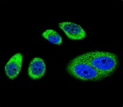 Immunofluorescent staining of human A549 cells with Cyclooxygenase 2 antibody (green) and DAPI nuclear stain (blue).