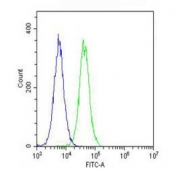 Flow cytometry testing of fixed and permeabilized human HeLa cells with Retinal guanylyl cyclase 1 antibody; Blue=isotype control, Green= Retinal guanylyl cyclase 1 antibody.