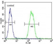 Flow cytometry testing of human A549 cells with Sorting nexin-24 antibody; Blue=isotype control, Green= Sorting nexin-24 antibody.