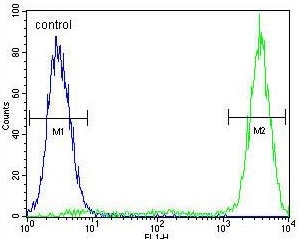 Flow cytometry testing of human MCF7 cells with GALNS antibody; Blue=isotype control, Green= GALNS antibody.