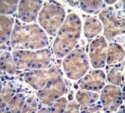 IHC testing of FFPE human stomach tissue with GALNS antibody. HIER: steam section in pH6 citrate buffer for 20 min and allow to cool prior to staining.