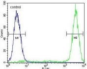 Flow cytometry testing of human MCF7 cells with GALNS antibody; Blue=isotype control, Green= GALNS antibody.