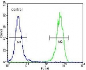 Flow cytometry testing of human HEK293 cells with Twinfilin 2 antibody; Blue=isotype control, Green= Twinfilin 2 antibody.