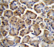 IHC testing of FFPE human pancreas tissue with Betacellulin antibody. HIER: steam section in pH6 citrate buffer for 20 min and allow to cool prior to staining.