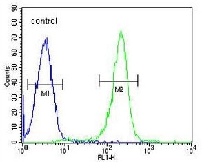 Flow cytometry testing of human Ramos cells with KNG1 antibody; Blue=isotype control, Green= KNG1 antibody.
