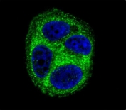 Immunofluorescent staining of human MCF7 cells with QTRTD1 antibody (green) and DAPI nuclear stain (blue).
