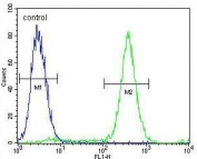 Flow cytometry testing of human MCF7 cells with QTRTD1 antibody; Blue=isotype control, Green= QTRTD1 antibody.