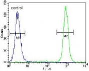 Flow cytometry testing of human HeLa cells with Slingshot homolog 3 antibody; Blue=isotype control, Green= Slingshot homolog 3 antibody.