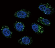 Immunofluorescent staining of human A549 cells with CMGA antibody (green) and DAPI nuclear stain (blue).