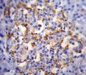 IHC testing of FFPE human pancreas tissue with CMGA antibody. HIER: steam section in pH6 citrate buffer for 20 min and allow to cool prior to staining.