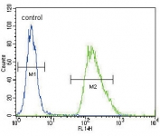 Flow cytometry testing of human A549 cells with CMGA antibody; Blue=isotype control, Green= CMGA antibody.