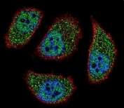 Immunofluorescent staining of human A549 cells with BNIP3L antibody (green), DAPI nuclear stain (blue) and anti-Actin (red).