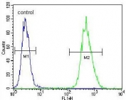 Flow cytometry testing of human A549 cells with BNIP3L antibody; Blue=isotype control, Green= BNIP3L antibody.
