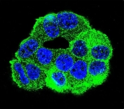 Immunofluorescent staining of human MCF7 cells with WDR27 antibody (green) and DAPI nuclear stain (blue).