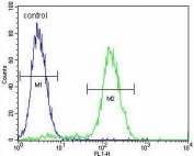 Flow cytometry testing of human MCF7 cells with WDR27 antibody; Blue=isotype control, Green= WDR27 antibody.