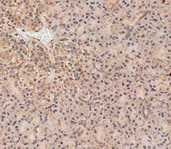 IHC testing of FFPE human pancreas tissue with NOD1 antibody. HIER: steam section in pH6 citrate buffer for 20 min and allow to cool prior to staining.